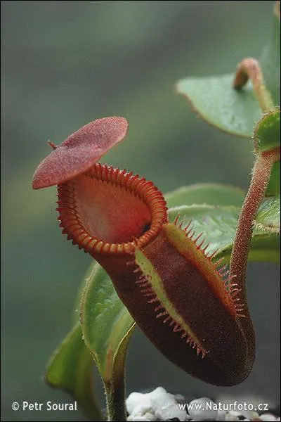 Cette plante est un Nepenthes, mais lequel ?