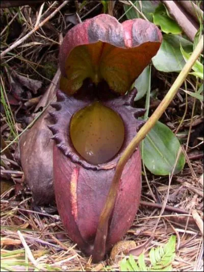 Et celui-ci, quel est-il ?