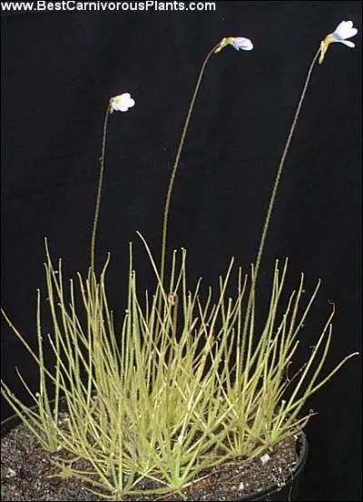 Et maintenant, les Pinguicula : quel est celui-ci ?