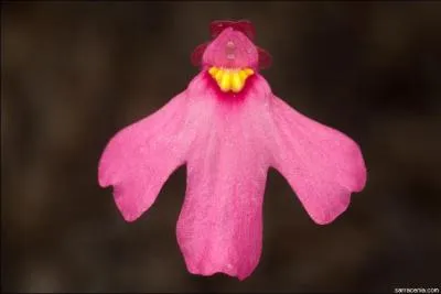 Et, enfin, les Utricularia  : duquel cette fleur est-elle ?