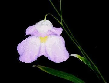 Puis,cette fleur-ci, auquel appartient-elle ?