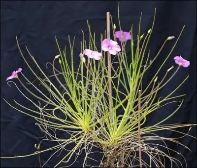 Et celle-ci, originaire d'Australie de l'Ouest ?