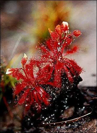 Passons aux droseras : quel est le nom de celui-ci ?