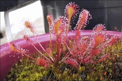 Conaissez-vous celui-ci ?