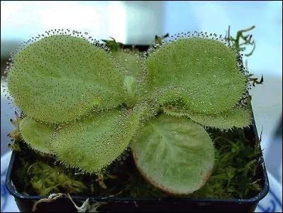 Nouvelle srie droseras : Quel est celui-ci ?