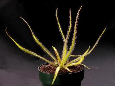 Et enfin, reconnaissez-vous celui-ci ?