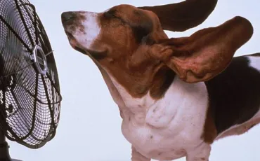 Quiz Races de chiens