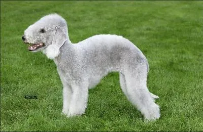 Il est fort, agile et résistant. Bien qu'il soit querelleur et batailleur, on fait maintenant de ce chien, qui ressemble à un mouton, un chien de compagnie.
Quelle est cette race ?
