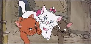 Qui sont ces trois chatons de gauche à droite ?