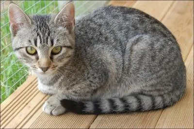 Et enfin, comment s'appelle la chatte domestique qui remplace Étoile de Feu chez les Bipèdes ?