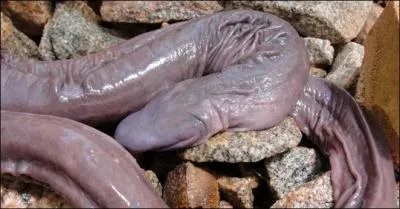 Alors là, éloignez les enfants ! Qui l'eût cru, que tous les fantasmes étaient dans la nature ?