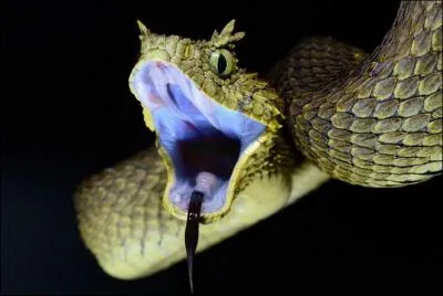 Je vous présente cette belle vipère que l'on pourrait qualifier de "présidentielle", pourquoi donc ?