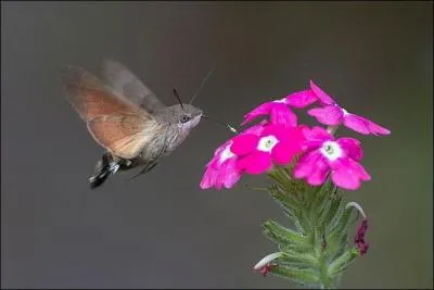 Et ça, ce n'est pas un oiseau moche, peut-être ?