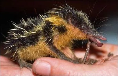 Ce petit museau n'est pas si moche, tout de même ! Mais d'où nous vient-il, ce tenrec ?