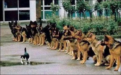 Vers 18h30, la brigade canine arrive, tout ...