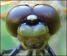 Combien d'ailes une libellule possède-t-elle ?