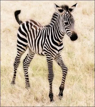 A quel écrivain français cet animal vous fait-il penser ?