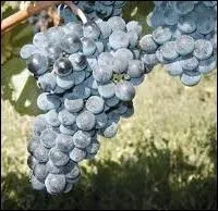 Comment appelle-t-on la pellicule blanchâtre qui recouvre certains fruits comme le raisin ?