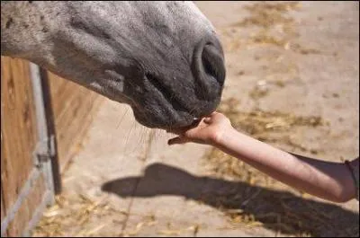Quand tu as fini ton cours que ton cheval/poney a bien travaillé, tu peux lui donner ......