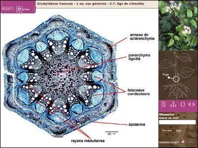 Durant la période du Dévonien, les plantes vasculaires apparurent. Ce qui signifie que les plantes avaient :