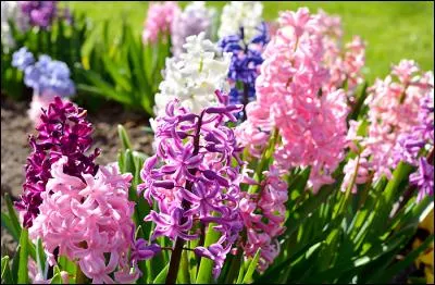 Quelle est cette fleur ?