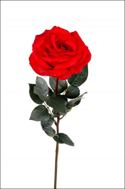 Quelle est cette fleur ?