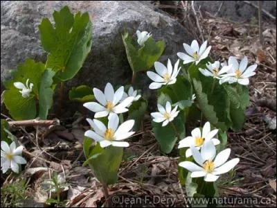 Quelle est cette fleur ?
