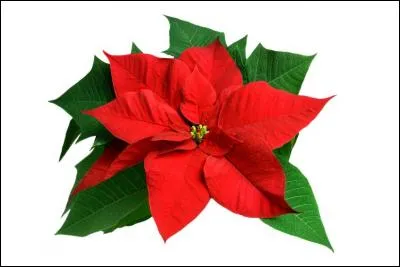 Quelle est cette fleur ?