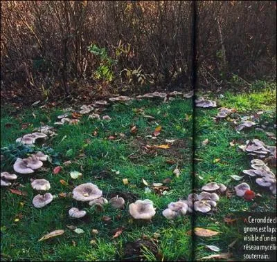 On les appelle "des ronds de sorcière" :