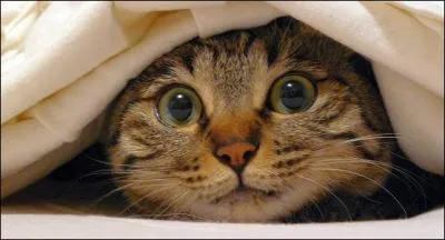 Quels sont les félins dont les griffes ne sont pas rétractiles ?