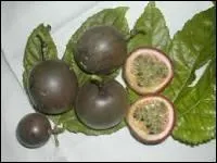 Plante grimpante de la famille des Passifloraceae, la grenadille est riche en vitamine C. Elle l'est aussi en vitamine :