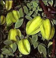 Le carambolier est un arbre des régions tropicales, originaire d'Asie. Son fruit, la carambole, est une baie dont les carpelles soudés forment une étoile. De combien de carpelles est composé ce fruit ?