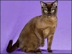 Mouvement ondulatoire des hanches :