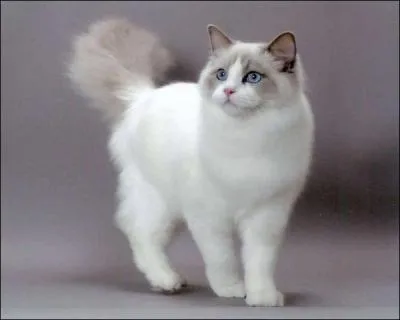 Ne pas la mettre avant les bufs !