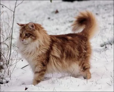 Outil servant à enfoncer les cercles d'un tonneau :