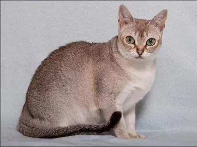 Petite ouverture au bas d'une porte pour laisser passer les chats :