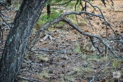 Trouvez le rongeur !