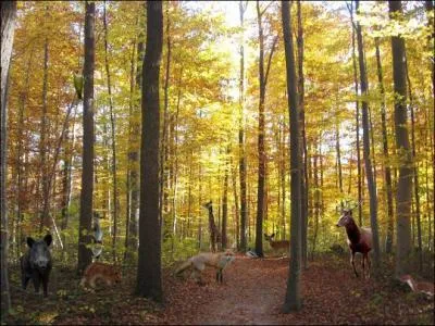 Il y a un pivert sur l'image !