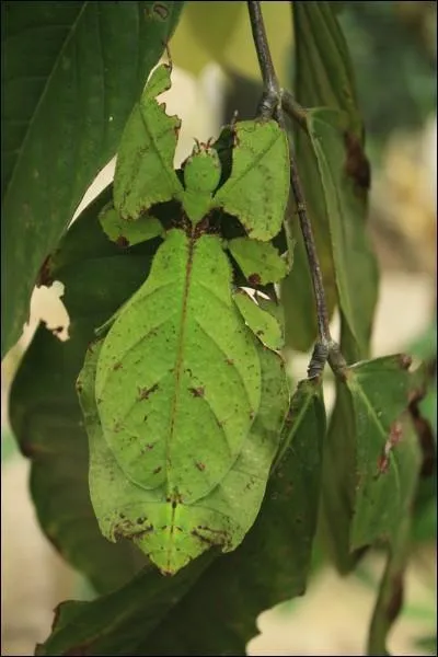 Peut-être y a t-il un animal sur cette photo, mais ce n'est pas sûr !
