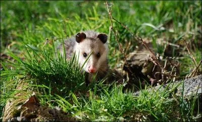 Au moins là, on est sûr qu'il y a bien un animal, mais qui est-il ?