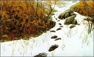 Laissez votre empreinte sur ce quiz, prouvez vos dons de pisteur, trouvez le propriétaire des traces !