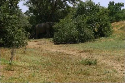 Attention, cette photo peut tromper énormément, que voyez-vous ?