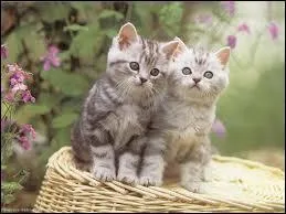 Dans quoi les trois chatons ont-ils failli se noyer ?