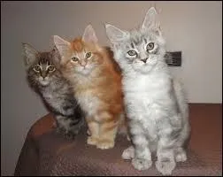 Quel est leur nom de guerrier à chacun ?