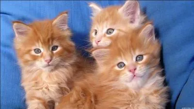 Quel est le pouvoir du mâle roux ?