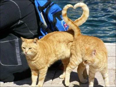 Qui annonce à tous qui est la vraie mère des trois chatons ?