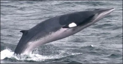 Quel est cet animal ?