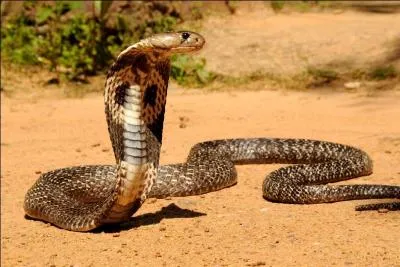 Le venin d'un cobra peut tuer un éléphant.