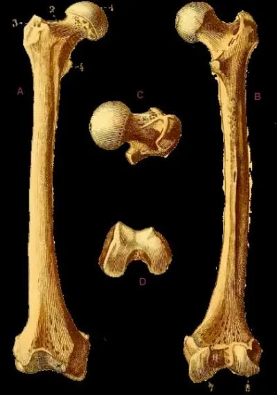 Comment appelle-t-on l'enveloppe de l'os ?