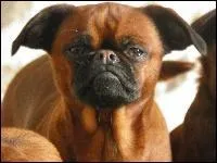 Connaissez-vous la race de ce petit chien plus sympathique qu'il n'y paraît ?